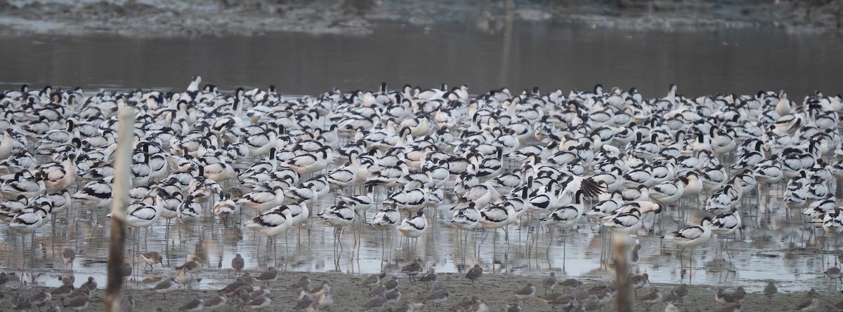 tenkozobec opačný - ML647310962