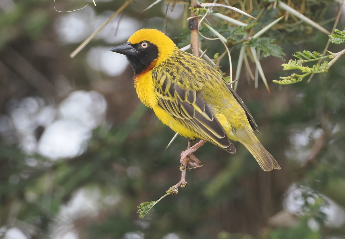 Speke's Weaver - ML647310966