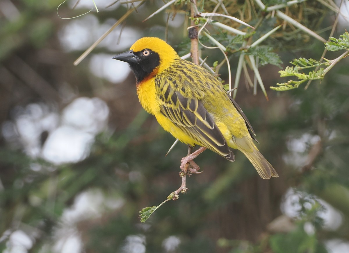 Speke's Weaver - ML647310967