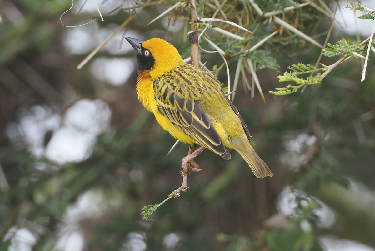 Speke's Weaver - ML647310968