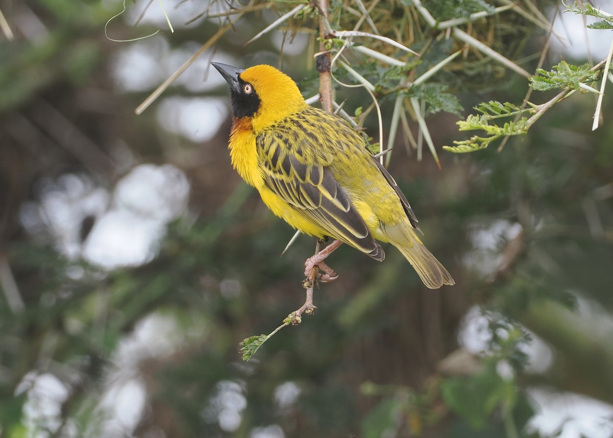 Speke's Weaver - ML647310969