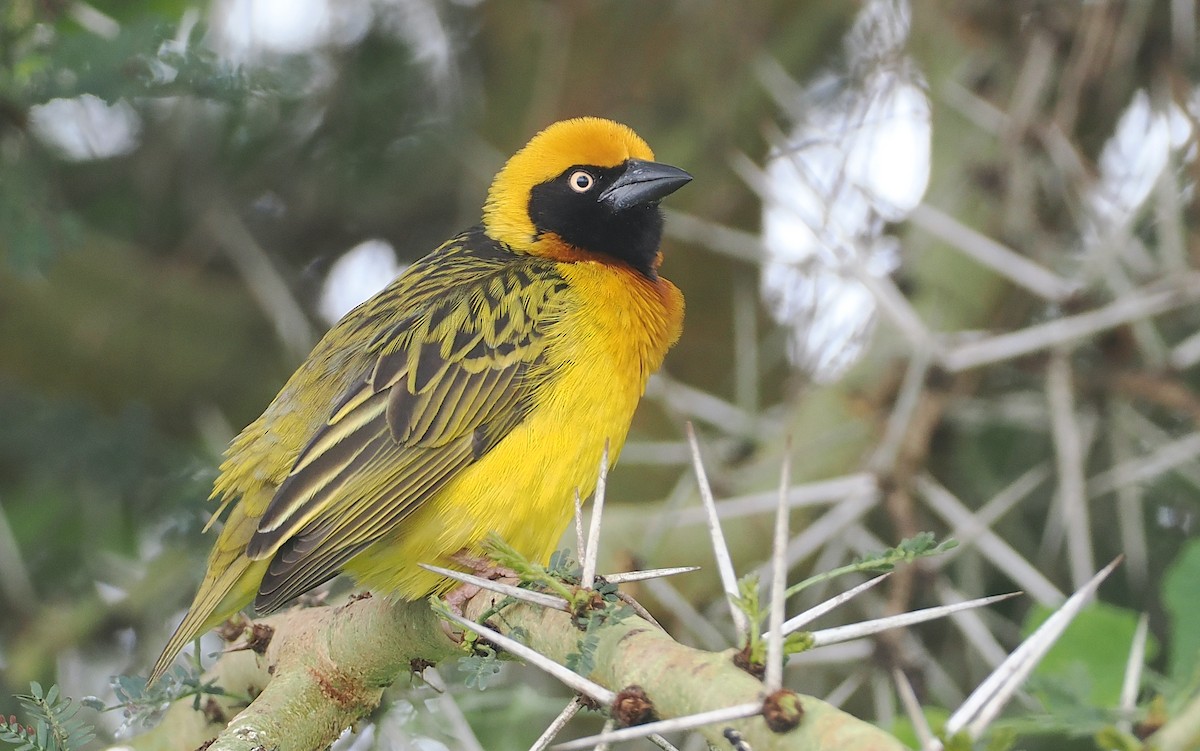 Speke's Weaver - ML647310970