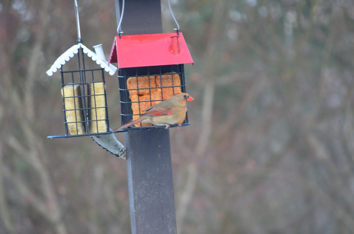 Rotkardinal - ML647310985