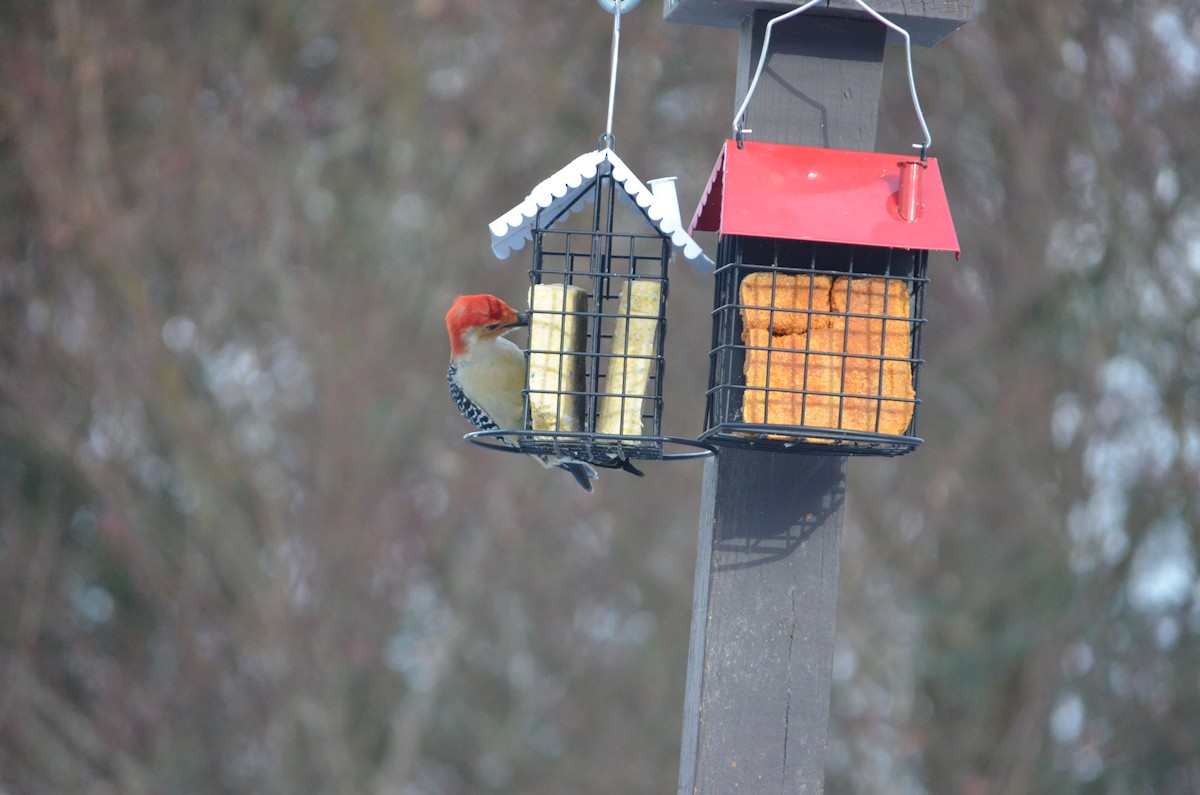 Carolinaspecht - ML647310992