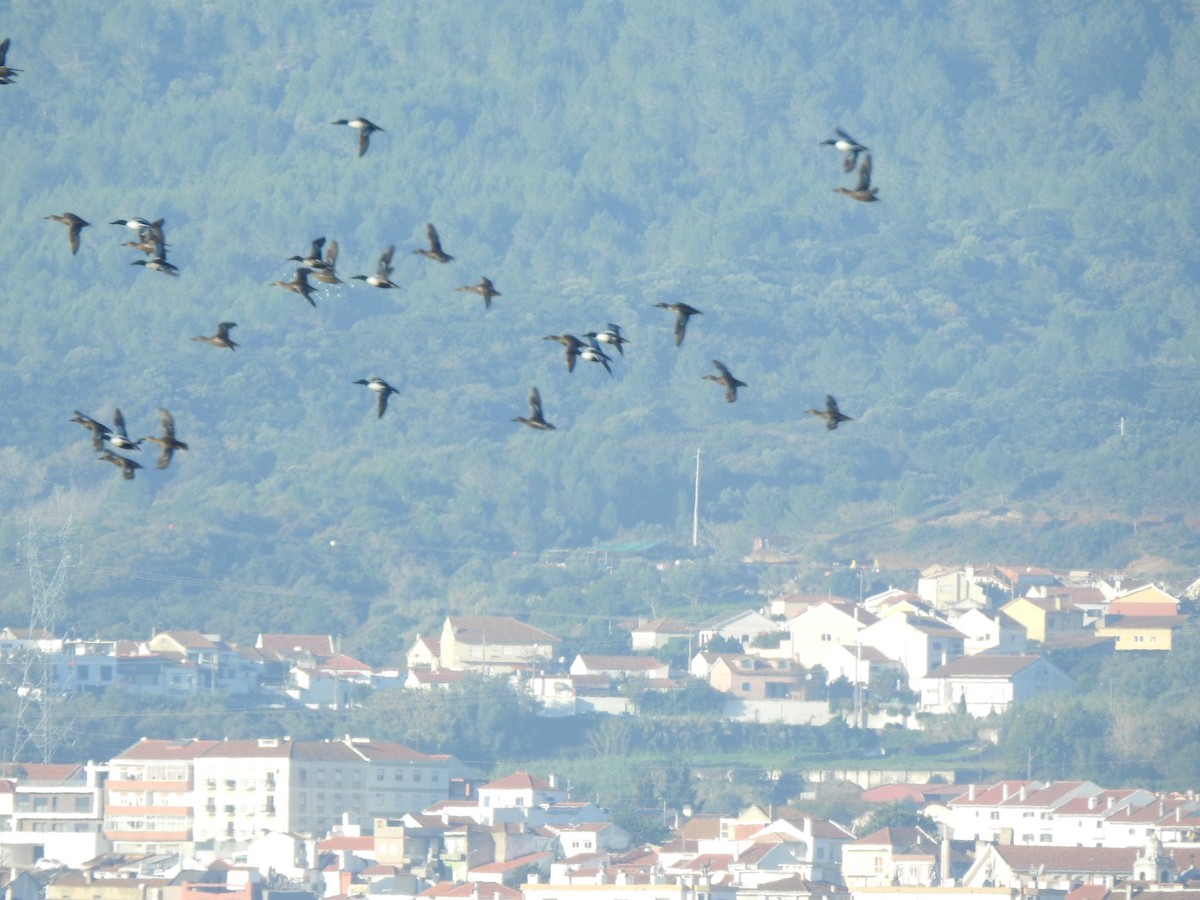 skjeand - ML647311004