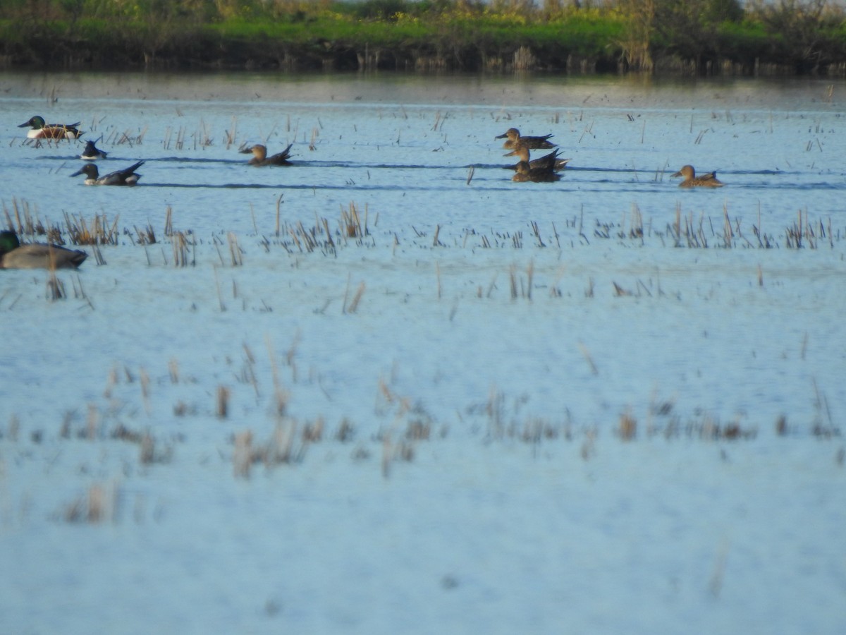 skjeand - ML647311009