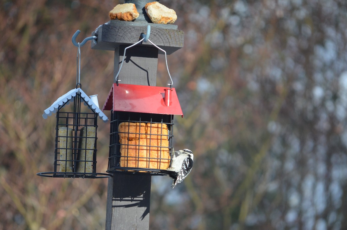 Dunenspecht - ML647311011