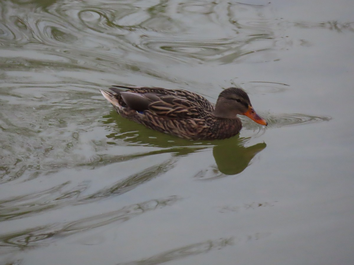 Mallard - ML647311015