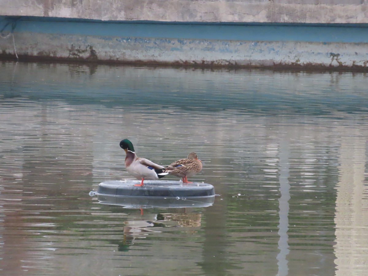 Mallard - ML647311016