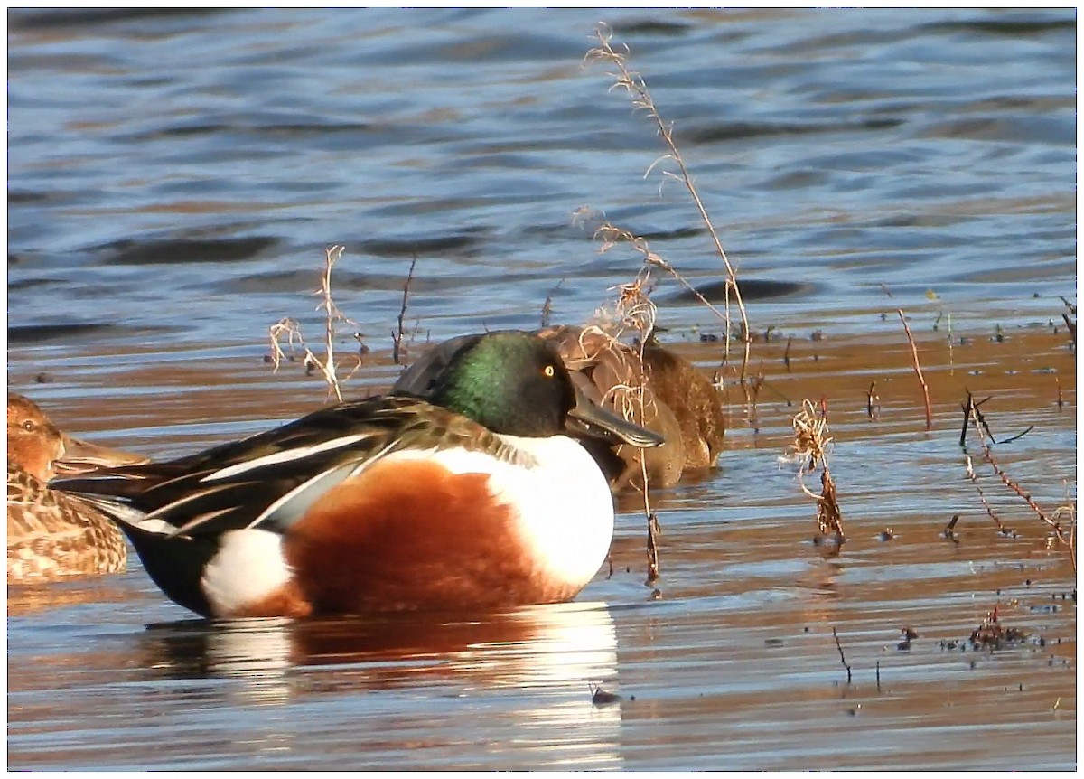 skjeand - ML647311024