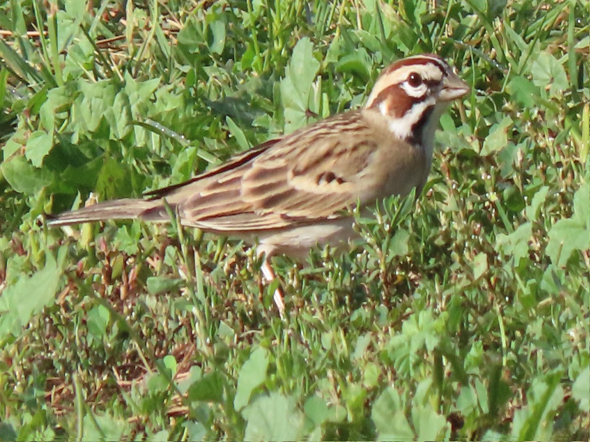 Lark Sparrow - ML647311026