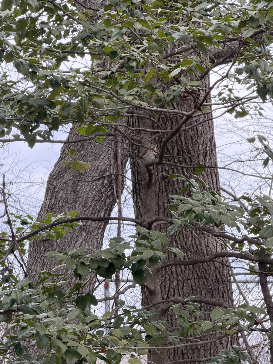 Hermit Thrush - ML647311032