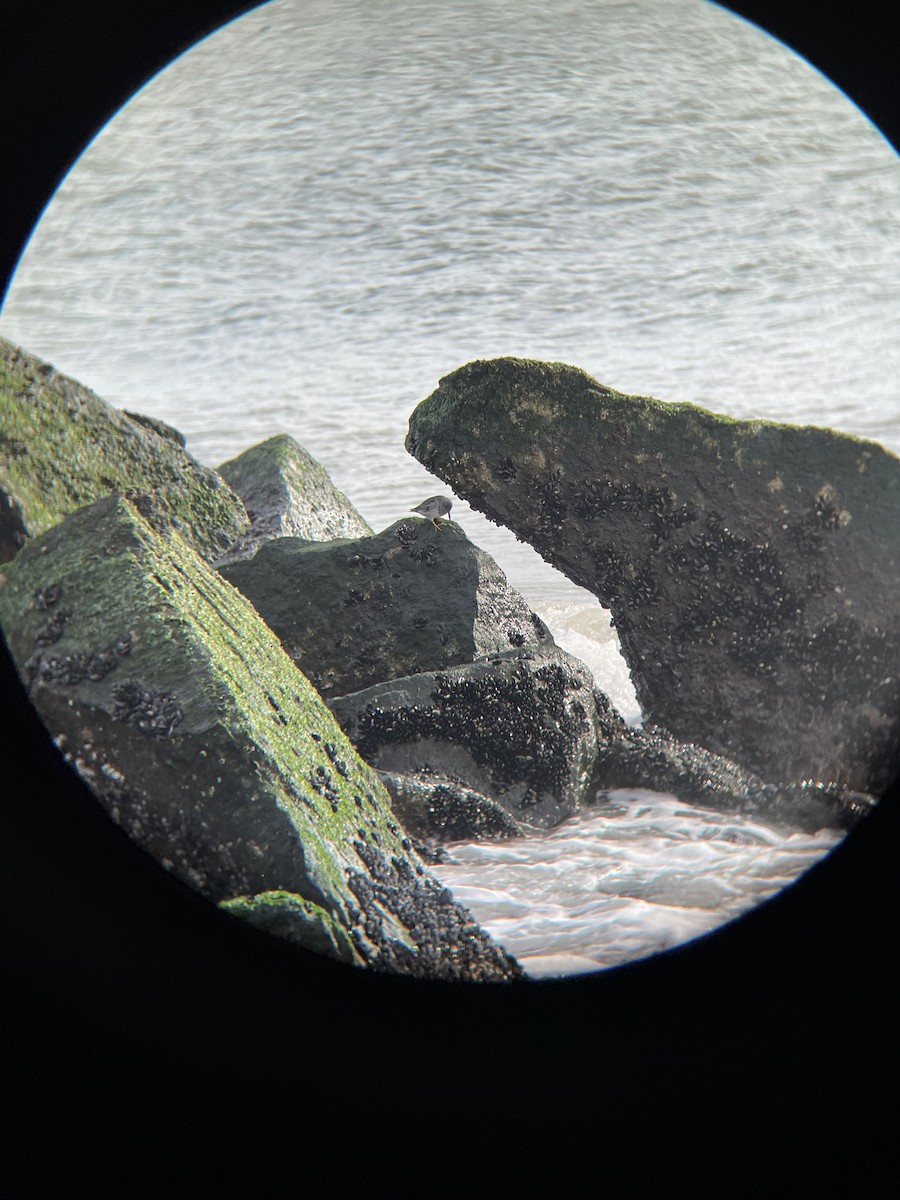 Purple Sandpiper - ML647311034