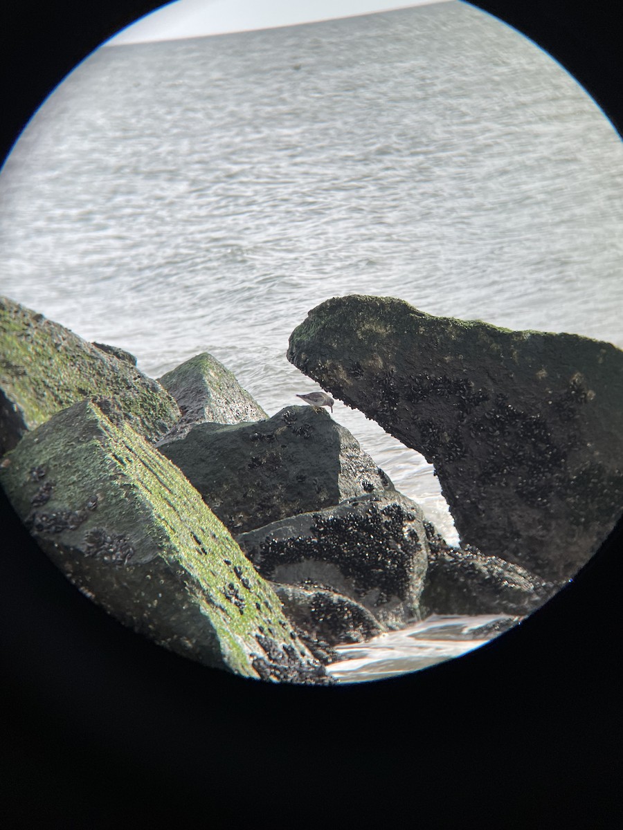 Purple Sandpiper - ML647311035