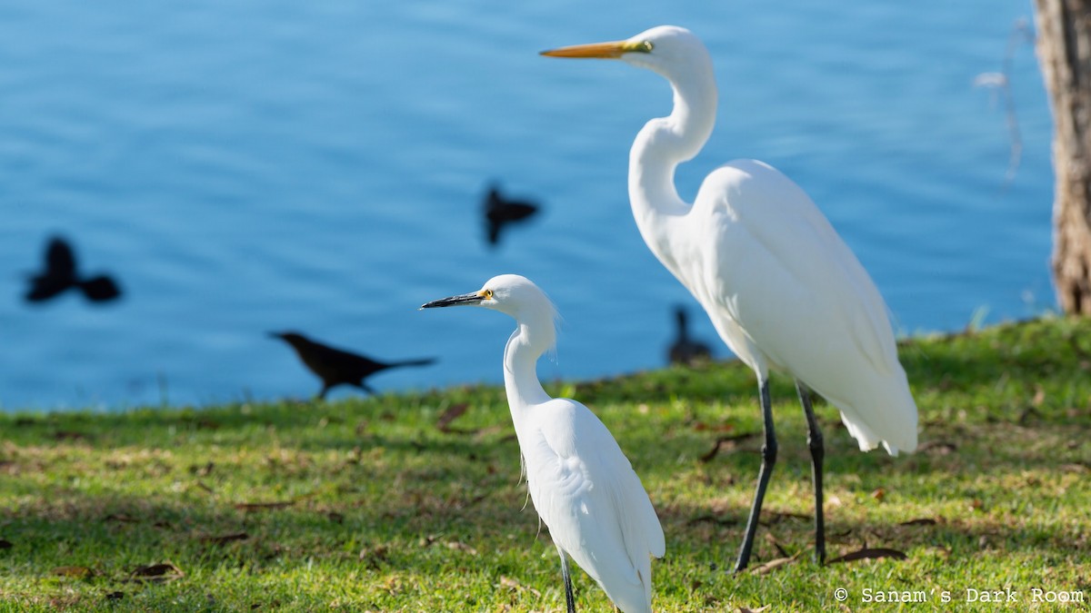 Great Egret - ML647311036