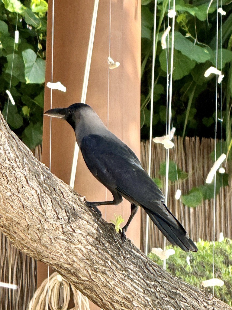 House Crow - ML647311037