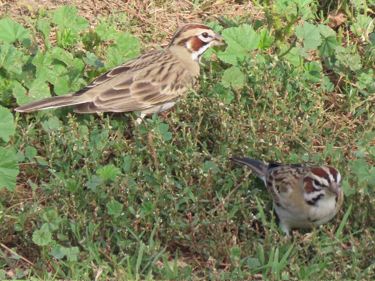 Lark Sparrow - ML647311039