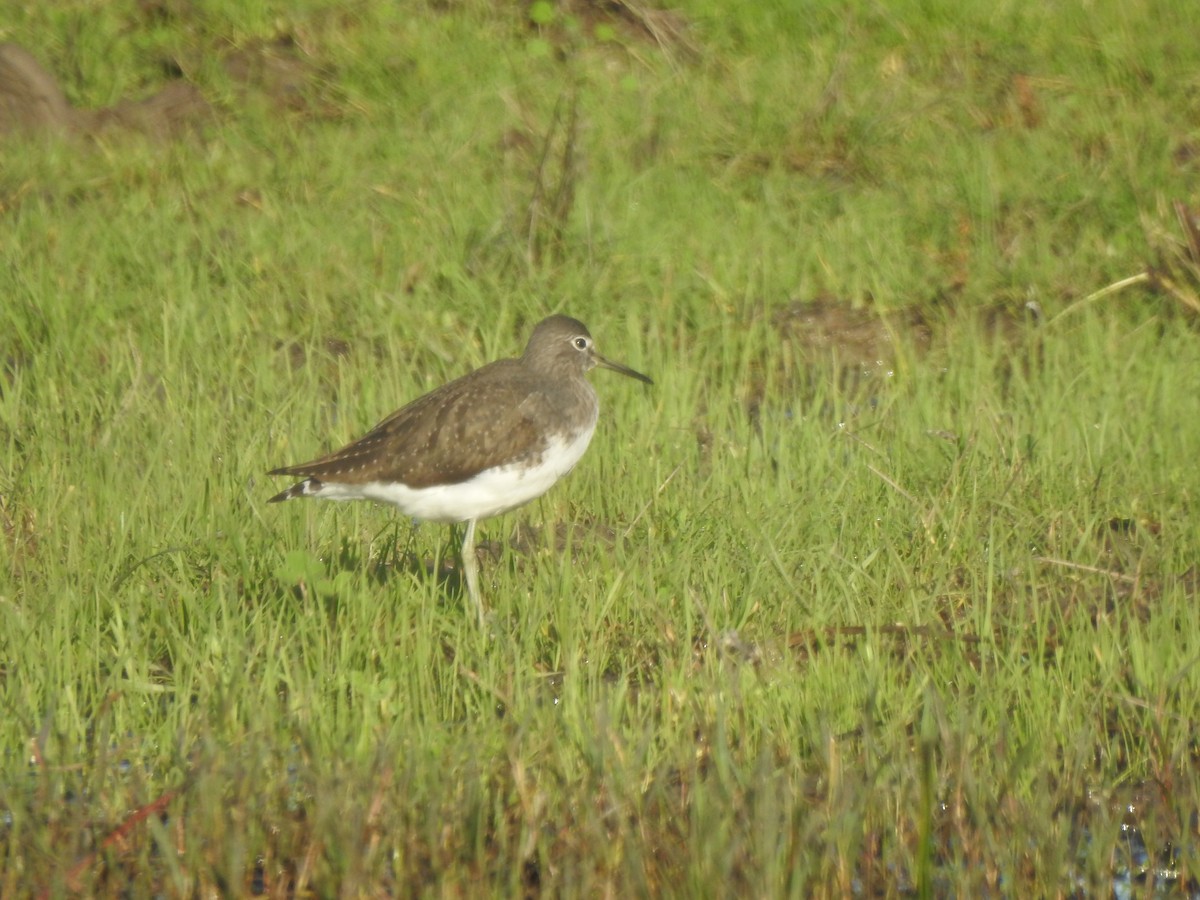 Green Sandpiper - ML647311041
