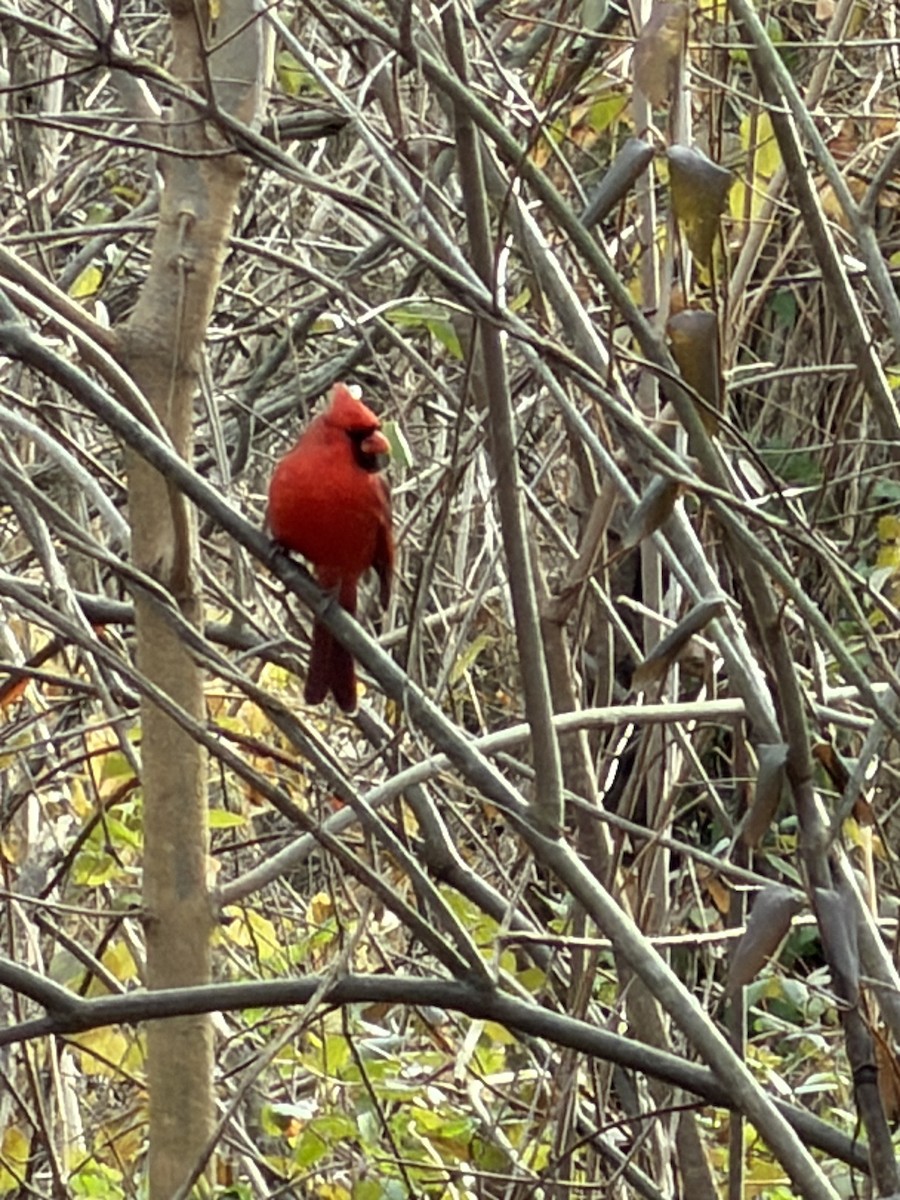 Northern Cardinal - ML647311046