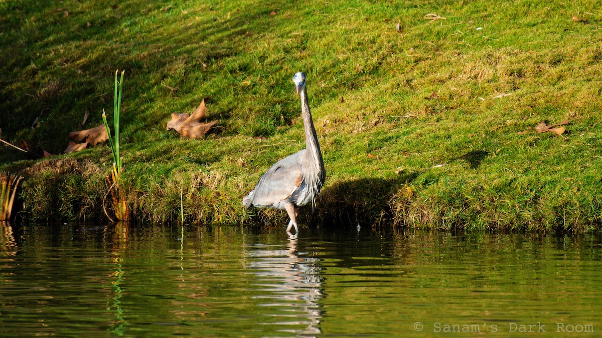 Great Blue Heron - ML647311047