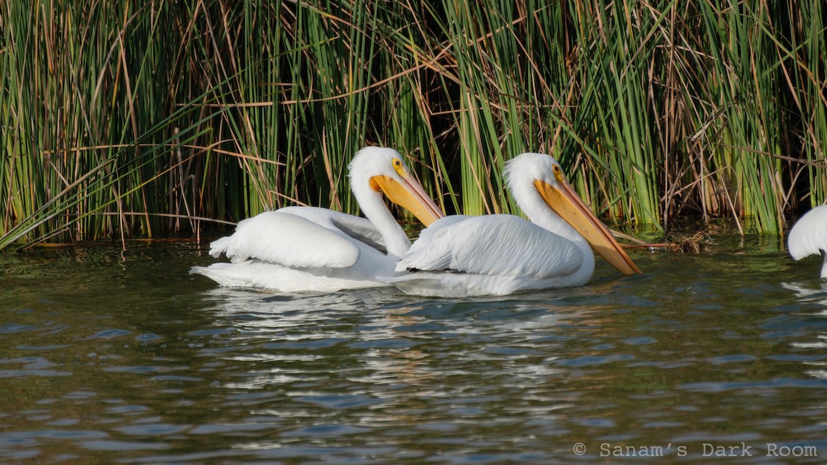 American White Pelican - ML647311049