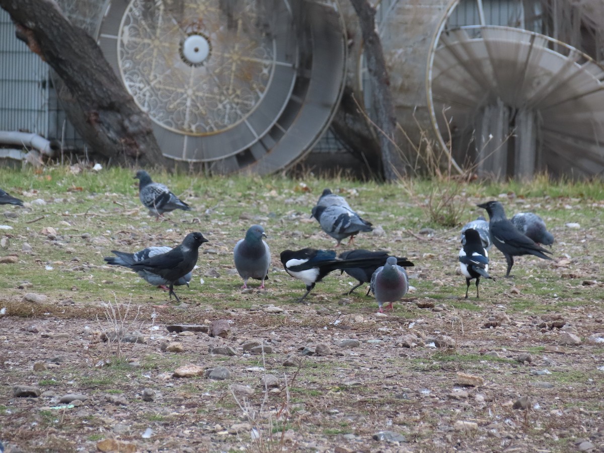 Rock Pigeon (Feral Pigeon) - ML647311050