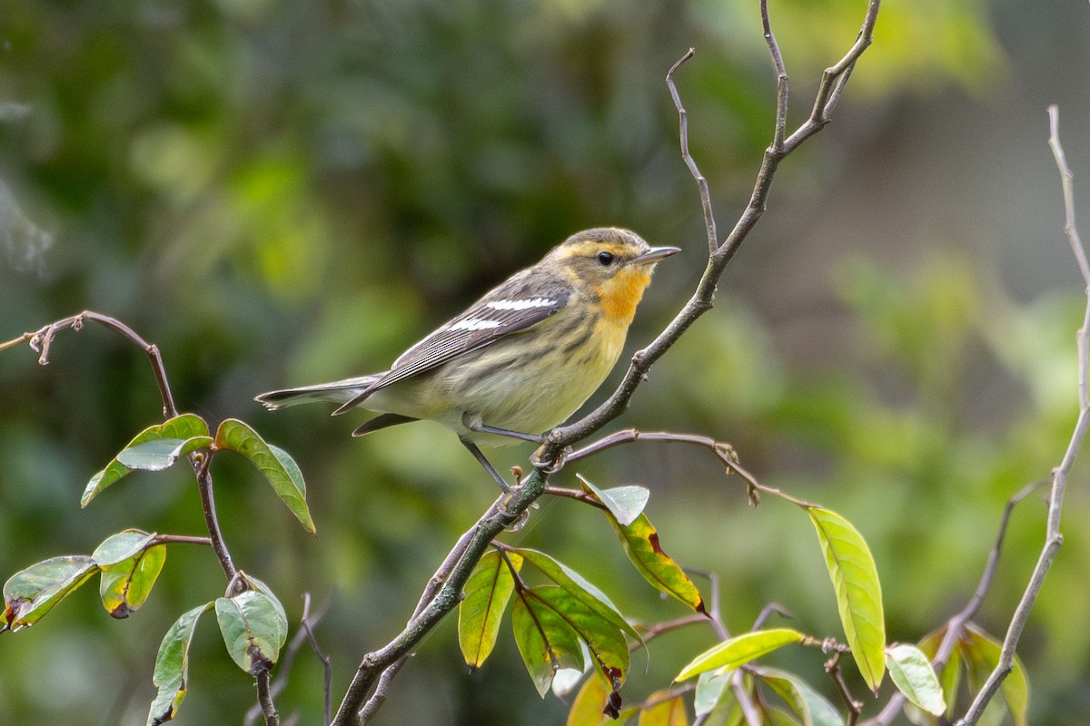 Blackburnian Warbler - ML647311051