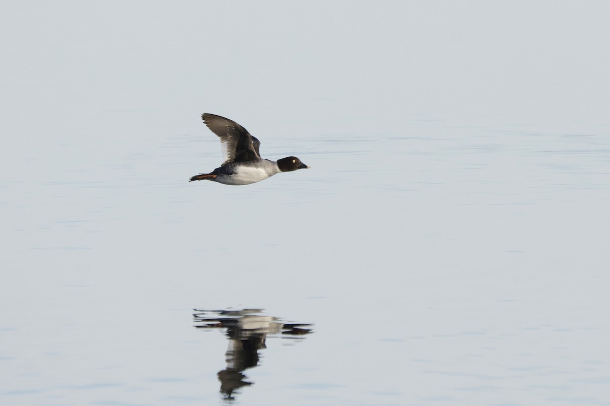 Common Goldeneye - ML647311052