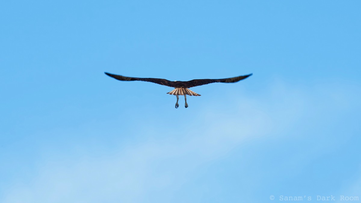 Osprey - ML647311057