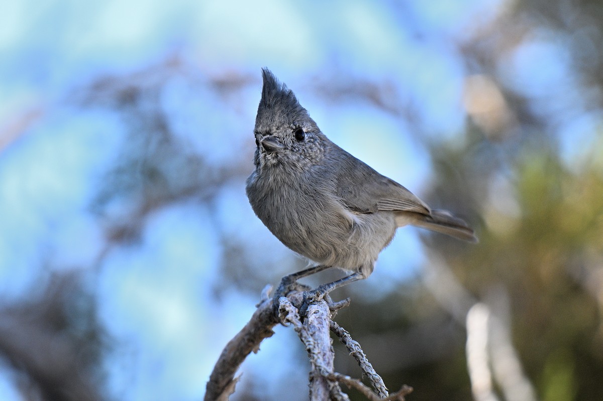Juniper Titmouse - ML647311060