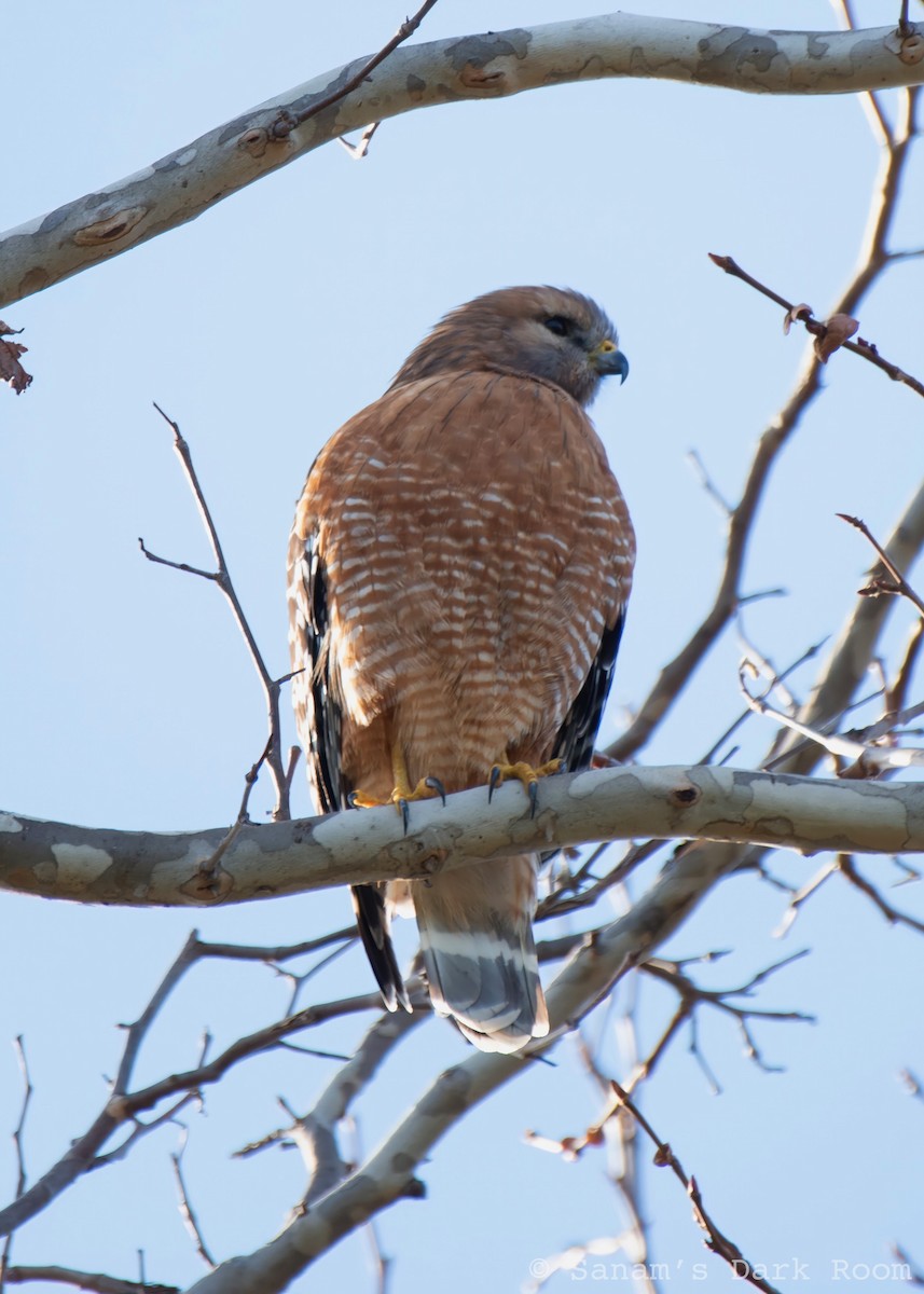 Red-shouldered Hawk - ML647311062