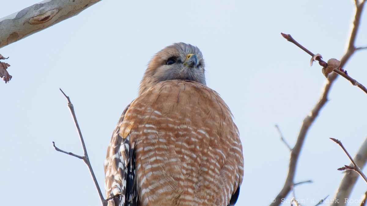 Red-shouldered Hawk - ML647311064