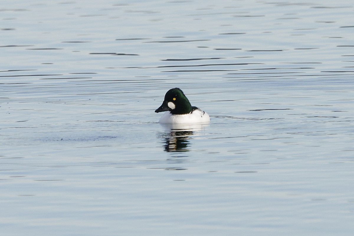 Common Goldeneye - ML647311065