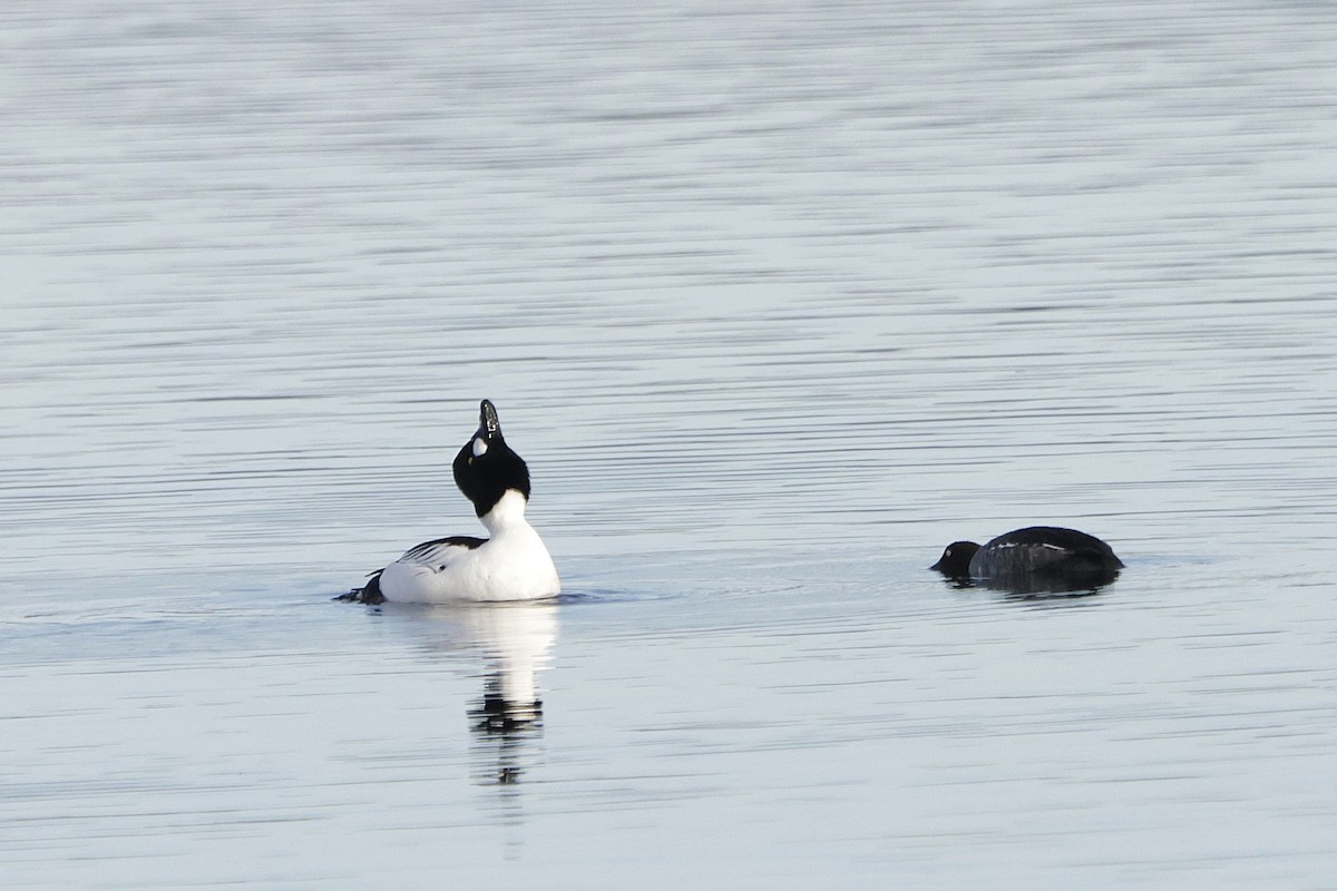 Common Goldeneye - ML647311066