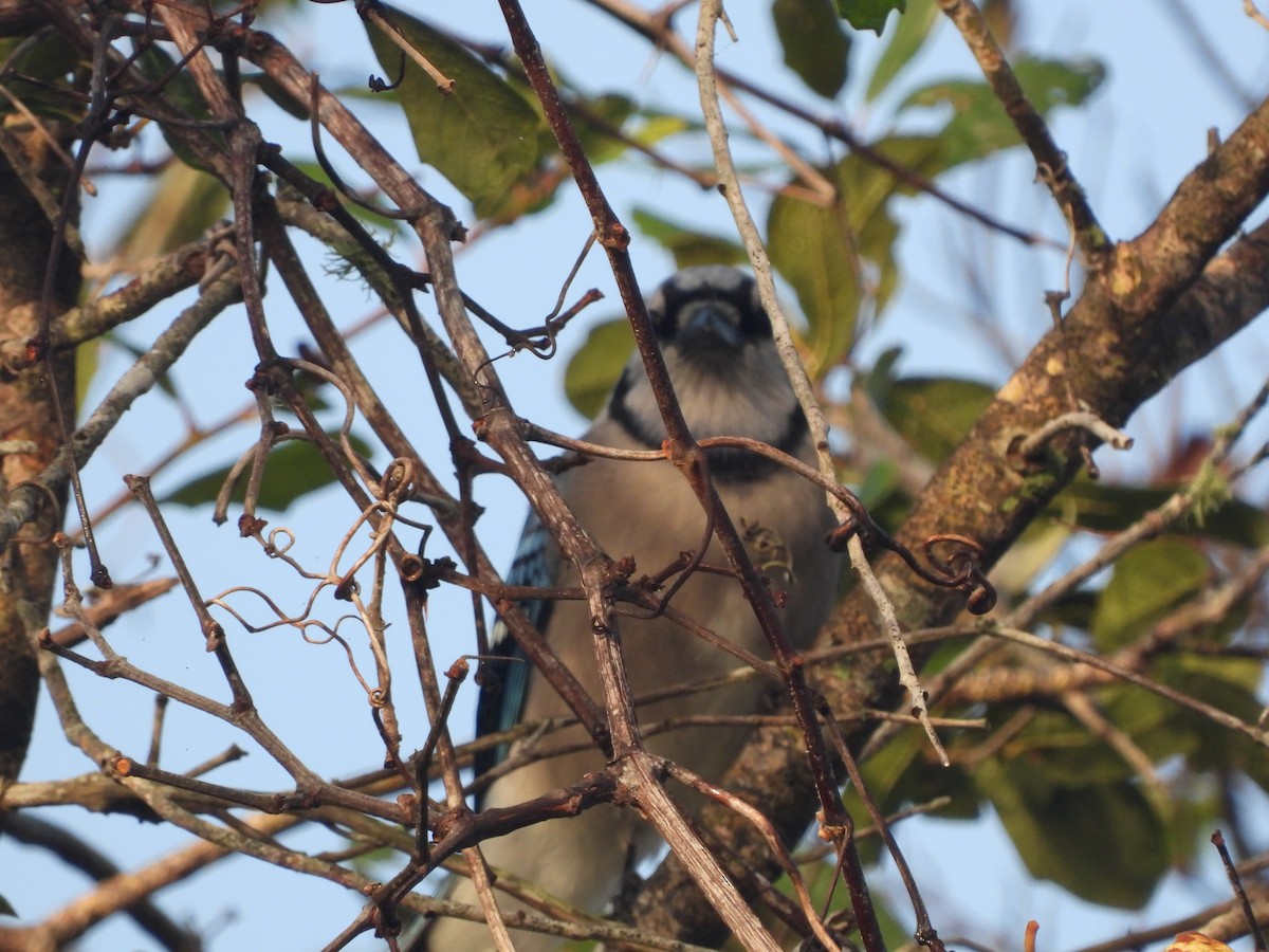 Blue Jay - ML647311067