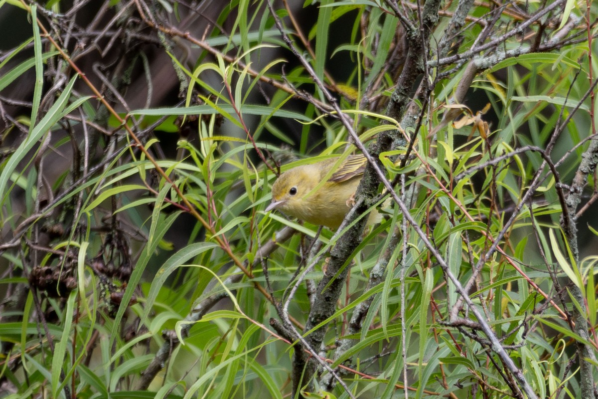 Northern Yellow Warbler - ML647311068
