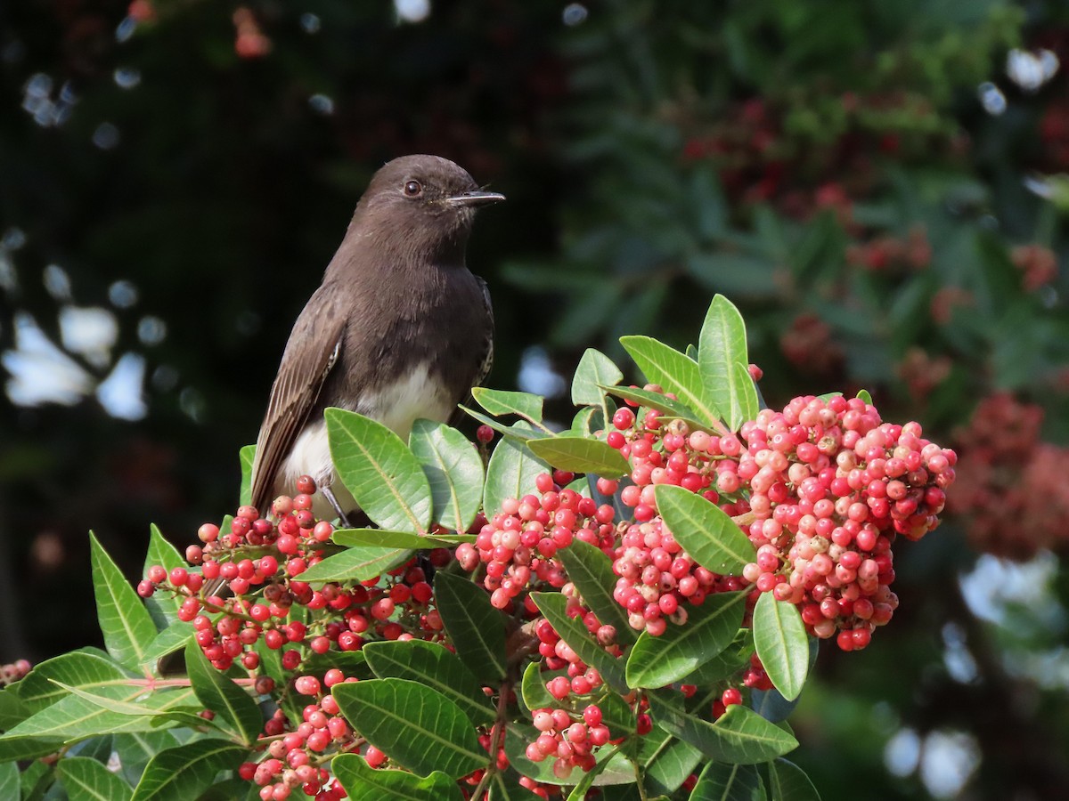 Black Phoebe - ML647311071