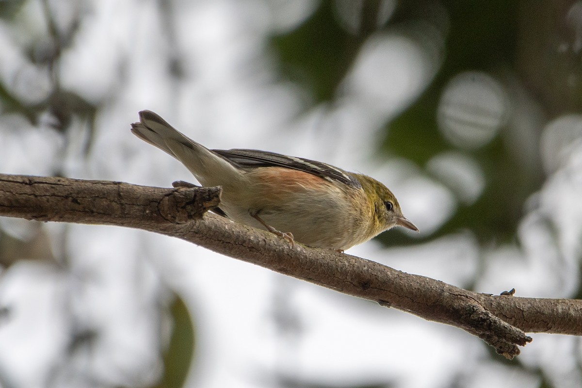 Reinita Castaña - ML647311074