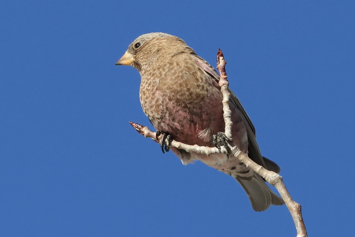 pěnkavice coloradská - ML647311081