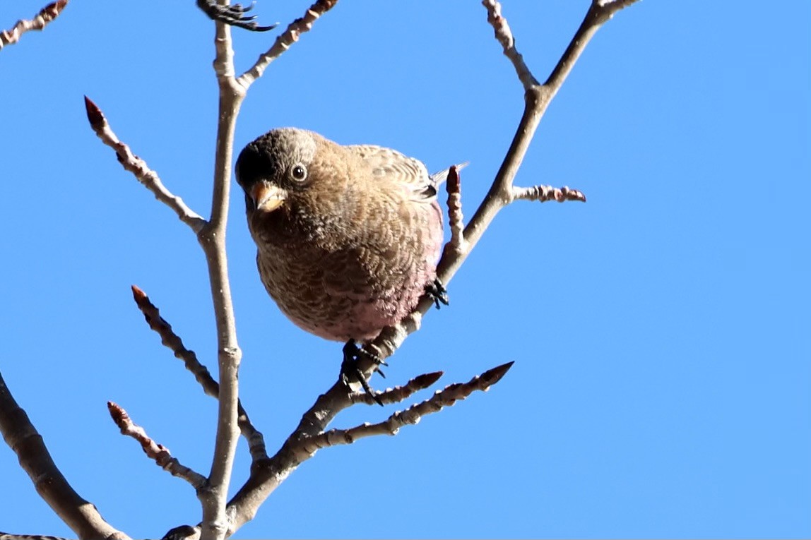 pěnkavice coloradská - ML647311082