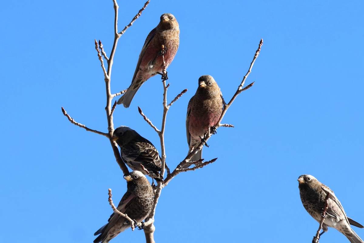 pěnkavice coloradská - ML647311083