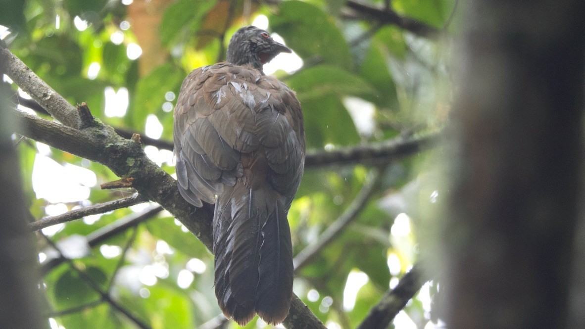 Andean Guan - ML647311084