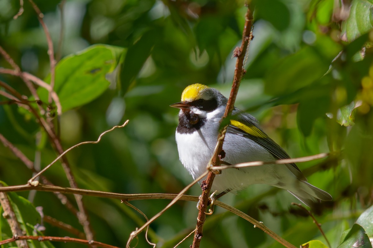 Golden-winged Warbler - ML647311093