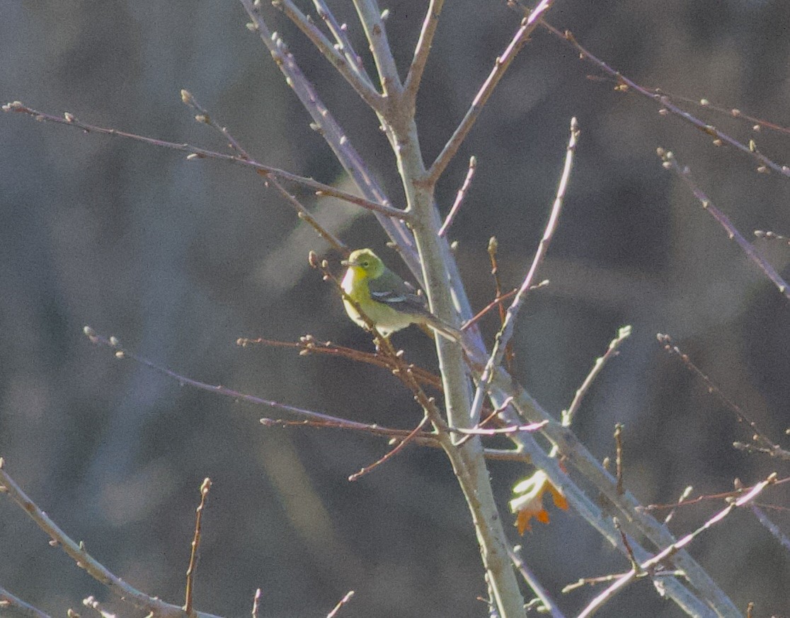 Kiefernwaldsänger - ML647311102