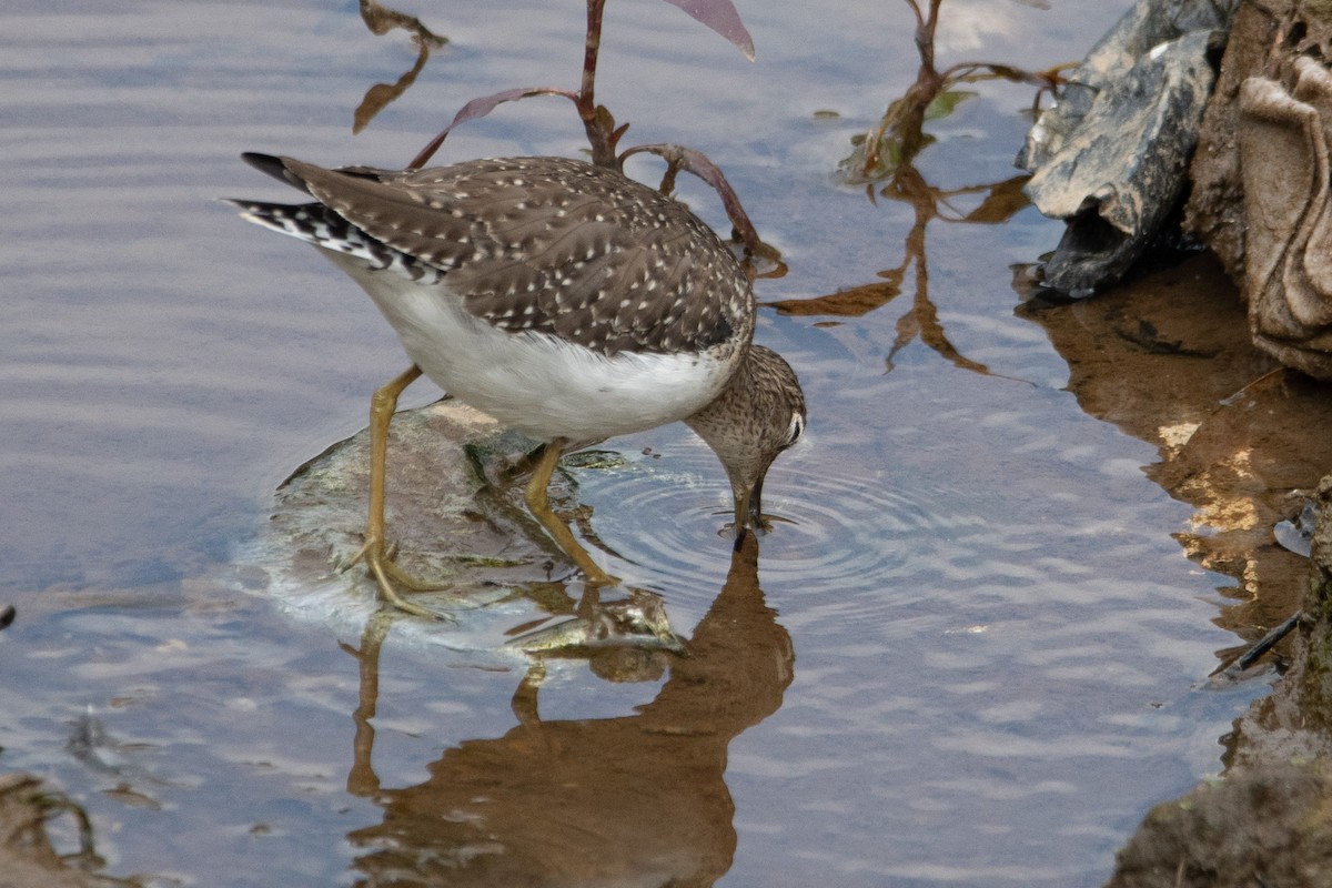 Solitary Sandpiper - ML647311105