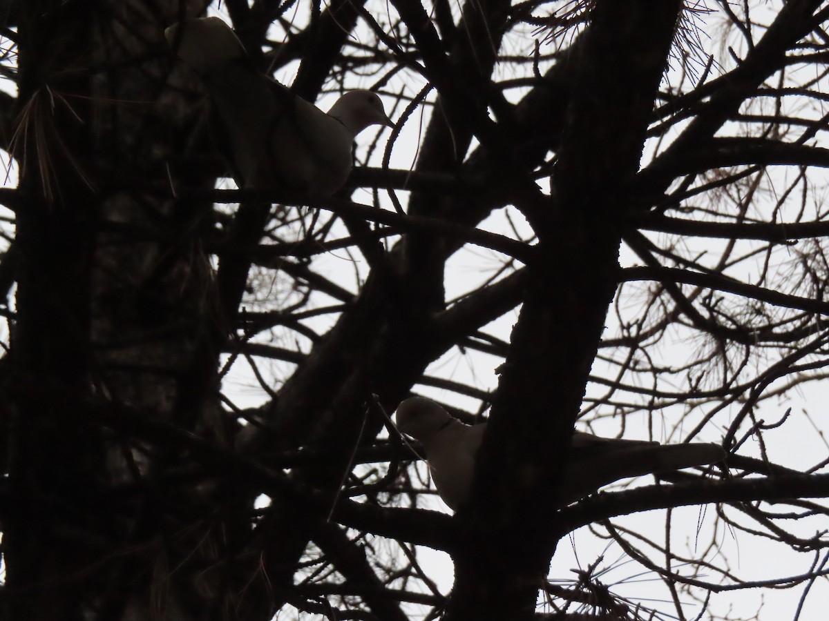 Eurasian Collared-Dove - ML647311111