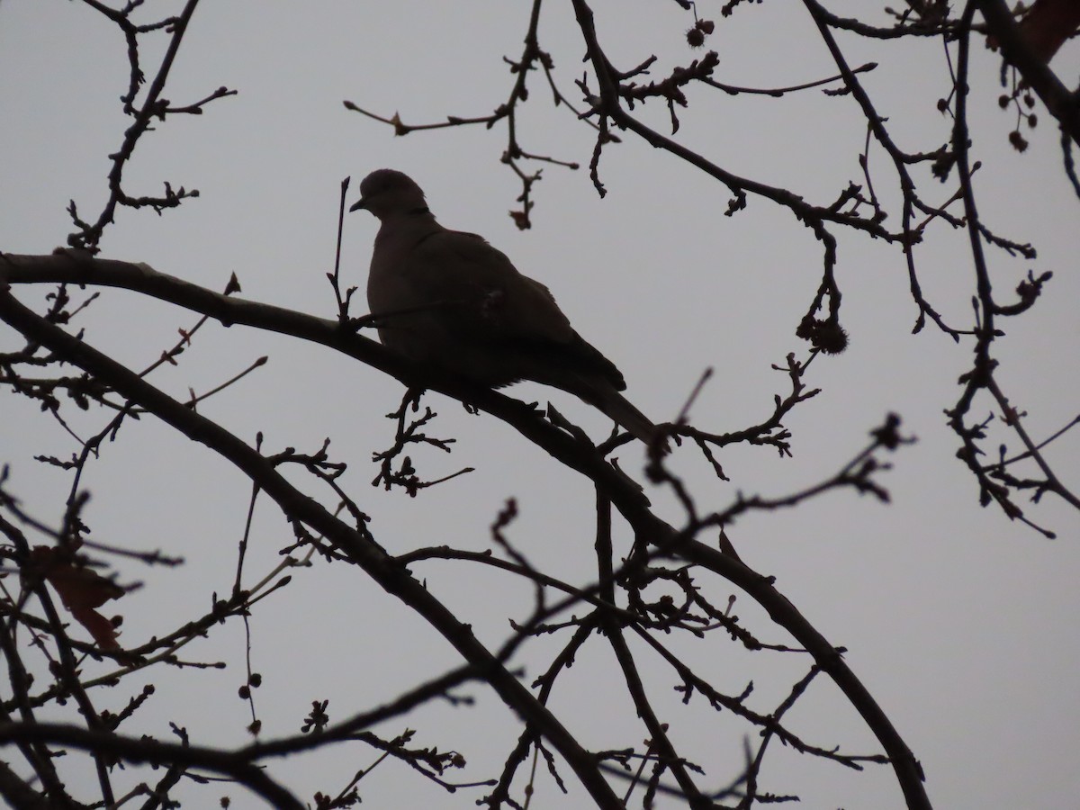 Eurasian Collared-Dove - ML647311112