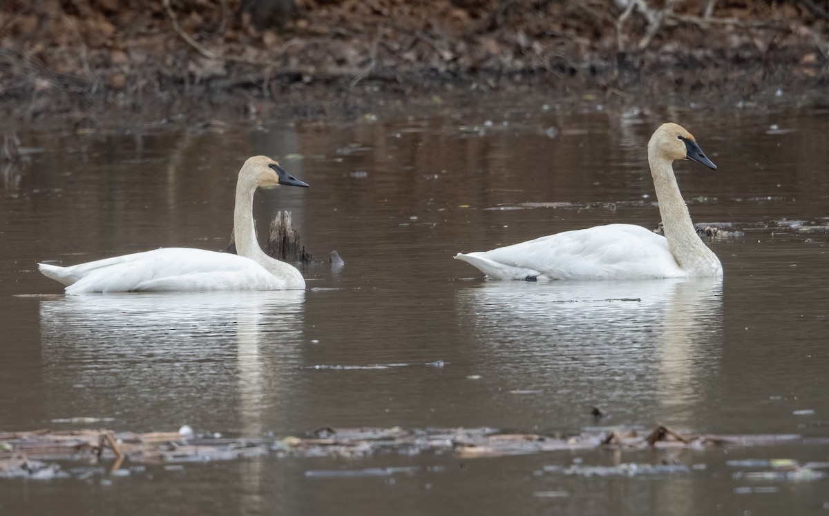 labuť trubač - ML647311120