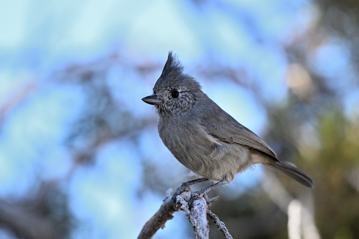 Juniper Titmouse - ML647311124