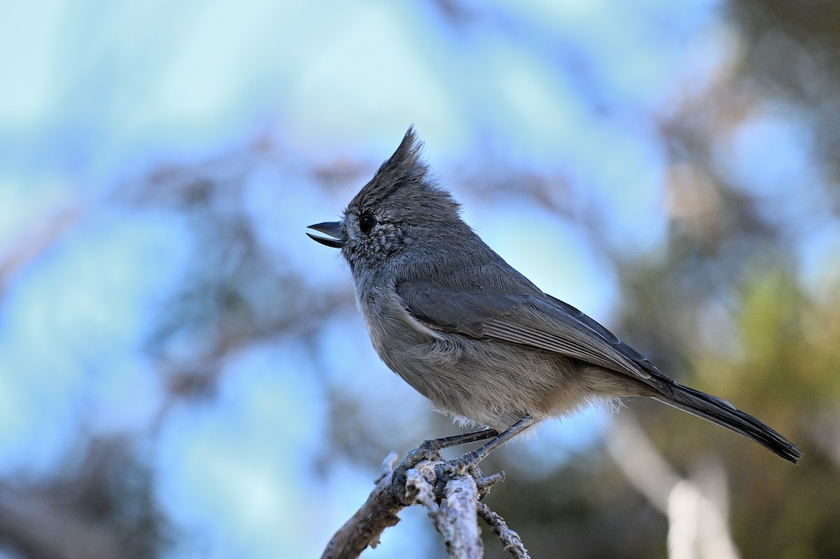 Juniper Titmouse - ML647311132